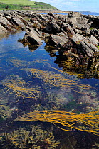 Inlet among rocks at low tide with clumps of Thongweed (Himanthalia elongata) and Toothed wrack (Fucus serratus) visible below the water, near Falmouth, Cornwall, UK.