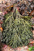 Velvet horn / Spongeweed (Codium tomentosum) clump growing on rocks low on the shore, Wembury, Devon, UK, August.