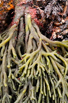 Close up of holdfast and branching fronds of Velvet horn / Spongeweed (Codium tomentosum) growing on rocks low on the shore, Wembury, Devon, UK, August.