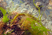 Worm pipefish (Nerophis lumbriciformis) well camouflaged among red and green algae including Coralweed (Corallina officinalis) and Sea lettuce (Ulva lactuca), near Falmouth, Cornwall, UK, August.