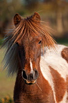 Head portrait of a yearling New Forest colt, in the New Forest Nation Park, Hampshire, England.
