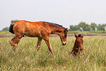 Retuerta colt approaching a sleeping Retuerta filly, Coto, Palacio scientific reserve, Donana National Park, Andalusia, Spain. This breed of horse was close to extinction in the 1990s with only 5 indi...