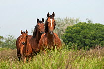Two Retuerta mares with a colt, standing, in Palacio scientific reserve, Donana National Park, Andalusia, Spain. This breed of horse was close to extinction in the 1990s with only 5 individuals left,...