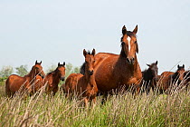 A herd of Retuerta mares and colt in Palacio scientific reserve, the Donana National Park, in Andalusia, in Spain. This breed of horse was close to extinction in the 1990s with only 5 individuals left...