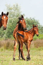 A Retuerta filly and yearling filly standing next to a Retuerta mare, Palacio scientific reserve in the Donana National Park, in Andalusia, in Spain This breed of horse was close to extinction in the...