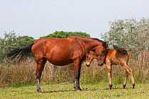 A rare and wild Retuerta mare cuddling her Retuerta filly, Palacio scientific reserve, Donana National Park, Andalusia, Spain. This breed of horse was close to extinction in the 1990s with only 5 indi...