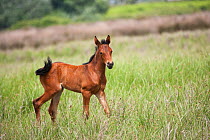 A Retuerta filly standing, Palacio scientific reserve, Donana National Park, Andalusia, Spain This breed of horse was close to extinction in the 1990s with only 5 individuals left, but now are being b...