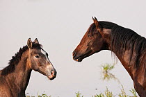 Head portrait of a Marismeno stallion and a Marismeno filly, Donana National Park, Andalusia, Spain.