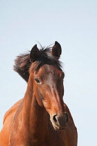 Head portrait of a rare and wild Retuerta mare, Guadiamar scientific reserve, in the Donana National Park, Andalusia, Spain This breed of horse was close to extinction in the 1990s with only 5 individ...