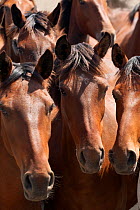 Group wild Retuerta mares, Guadiamar scientific reserve, Donana National Park, Andalusia, Spain This breed of horse was close to extinction in the 1990s with only 5 individuals left, but now are being...