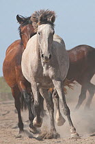 Three Retuerta mares cantering with dust flying up, Guadiamar scientific reserve, Donana National Park, Andalusia, Spain This breed of horse was close to extinction in the 1990s with only 5 individual...