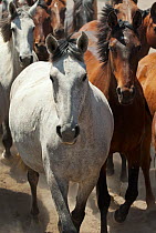 A herd Retuerta horse mares trotting, in the scientific reserve of Guadiamar, Donana National Park, Andalusia, Spain This breed of horse was close to extinction in the 1990s with only 5 individuals le...