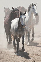 A herd of Retuerta mares trotting, Guadiamar scientific reserve, Donana National Park, Andalusia, Spain. This breed of horse was close to extinction in the 1990s with only 5 individuals left, but now...