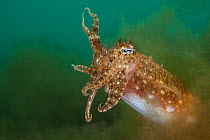 Striking / Mourning cuttlefish (Sepia plangon) in algae. Mosman, Sydney Harbour, Sydney, New South Wales, Australia