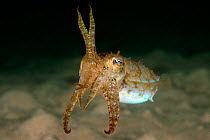 Striking / mourning cuttlefish (Sepia plangon) displays. Sydney Harbour, New South Wales, Australia.