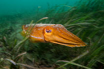 Giant cuttlefish (Sepia apama) blows water out through its syphon to jet backwards through sea grass meadow. Manly, Sydney, New South Wales, Australia, digitially manipulated image