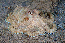 Southern keeled octopus (Octopus berrima) moves across the sand at night. Port Philip Bay, Blairgowrie, Melbourne, Victoria, Australia.