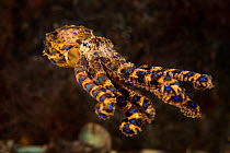 Southern / pacific blue-ringed octopus (Hapalochlaena maculosa) swims across the seabed. Port Philip Bay, Blairgowrie, Melbourne, Victoria, Australia.
