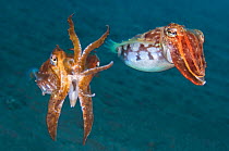 A pair of needle cuttlefish (Sepia aculeata) hover over the sand, while the male, on the left, gives a warning display with his arms raised, Seraya, Tulamben, Bali, Indonesia, South East Asia.