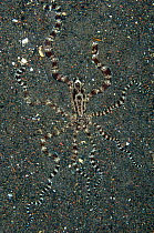 Mimic octopus (Thaumoctopus mimicus) hiding, half buried in the sand. Java Sea, Jati, Bali, Indonesia, South East Asia