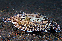 A mimic octopus (Thaumoctopus mimicus) makes a 'poisonous sole' impression, Java Sea, Puri Jati, Bali, Indonesia. South East Asia, Java Sea