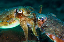 A pair of golden cuttlefish (Sepia esculenta) mating. The male (on the right) transfering sperm to the female (left), which is done when he wraps his arms around her face and deposits a sac of his spe...