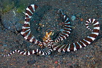 A wunderpus octopus (Wunderpus photogenicus) warning pose, which includes flared arms and strongly contrasting striped pattern. At the entrance to its burrow. Java sea, Amed, Bali, Indonesia.