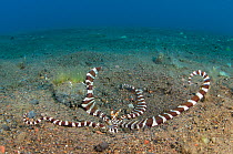 A wunderpus octopus (Wunderpus photogenicus) warning pose, which includes flared arms and strongly contrasting striped pattern, at the entrance to its burrow, Java Sea, Amed, Bali, Indonesia