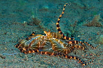 A wunderpus octopus (Wunderpus photogenicus) hunting by expanding its arms into a net to capture prey. Java sea, Amed, Bali, Indonesia.