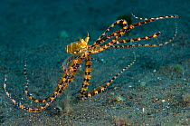 A wunderpus octopus (Wunderpus photogenicus) prowling over the seabed searching for food, Java Sea, Amed, Bali, Indonesia