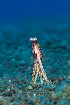 A long arm octopus (Octopus sp) looks out from its burrow in a rubble slope. Java Sea, Seraya, Tulamben, Bali, Indonesia, South East Asia
