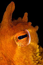 The eye of a Pacific giant octopus (Enteroctopus dofleini). Browning Pass, Vancouver Island, British Columbia, Canada