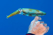 A Caribbean reef squid (Sepioteuthis sepioidea) perches on the hand of a diver. North Wall, Grand Cayman, Cayman Islands, West Indies, Caribbean Sea, April 2008, no release available.