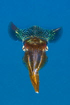 Caribbean reef squid (Sepioteuthis sepioidea) North Wall, Grand Cayman, Cayman Islands, West Indies, Caribbean Sea