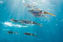 A school of Caribbean reef squid (Sepioteuthis sepioidea) in mid water over a coral reef. East End, Grand Cayman, Cayman Islands,West Indies. Caribbean Sea.