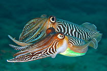 A pair of male common cuttlefish (Sepia officinalis) displaying to each other, the male behind is flaring his eye and angling his arms towards the male in front to look as large as possible. Gran Cana...