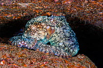 A common octopus (Octopus vulgaris) shelters between rocks. Gran Canaria, Canary Islands, Spain