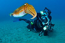 A common cuttlefish (Sepia officinalis) is photographed by a diver, Sardina, Gran Canaria, Canary Islands, Spain, May 2008, Model released.