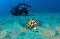 A male common cuttlefish (Sepia officinalis) displays to another cuttlefish buried in the sand, while a diver photographs them, Gran Canaria, Canary Islands, Spain, May 2008, Model released