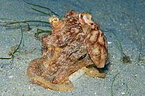 A pair of mating Atlantic longarm octopus (Octopus defilippi), with the male, on the right, gripping the female, West Palm Beach, Florida, USA