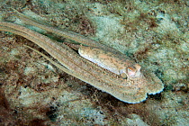 An Atlantic long arm octopus (Octopus defilippi) swims across the seabed. This is a typical swimming posture for long arm octopus, but it has been suggested as mimicking a poisonous sole in the mimic...