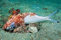A common octopus (Octopus vulgaris) scavenges a dead fish, dragging it to its burrow. West Palm Beach, Florida, USA