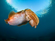 A common cuttlefish (Sepia officinalis) below the surface in shallow water, Xlendi Bay, Gozo Island, Malta, Mediterranean Sea.