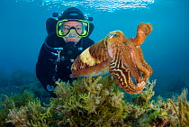 A diver encounters a common cuttlefish (Sepia officinalis) above seaweeds, Xlendi Bay, Gozo Island, Malta, Mediterranean Sea. June 2012, Model released