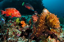 A common reef octopus (Octopus cyanea) foraging attracts several large reef fish, hoping to get an easy meal. Octopuses may try to hit fish with their arms to scare them off. Cannibal Rock, Sawu Sea,...