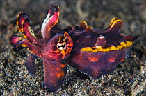 Pfeffers's flamboyant cuttlefish (Metasepia pfefferi) displays on the seabed. Lembeh Strait, Molucca Sea, North Sulawesi, Indonesia, South East Asia