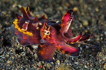 Pfeffer's flamboyant cuttlefish (Metasepia pfefferi) walks across the seabed using special flaps on the underside of its body, and its outermost arms as four legs. This species rarely swims. Lembeh St...