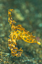 Tropical blue ringed octopus (Hapalochlaena lunulata) free swims just above the seabed. Lembeh Strait, Molucca Sea Sulawesi, Indonesia