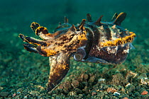 Pfeffer's flamboyant cuttlefish (Metasepia pfefferi) hovers just above the seabed. The largest individuals of this species, such as this one, are not as brightly coloured as the younger ones. Lembeh S...