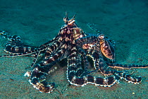 A pair of mimic octopus (Thaumoctopus mimicus) mating/courtship. The smaller male, right, is riding on top of the female as he tries to place his sperm sac inside her mantle with his arm. Lembeh Strai...
